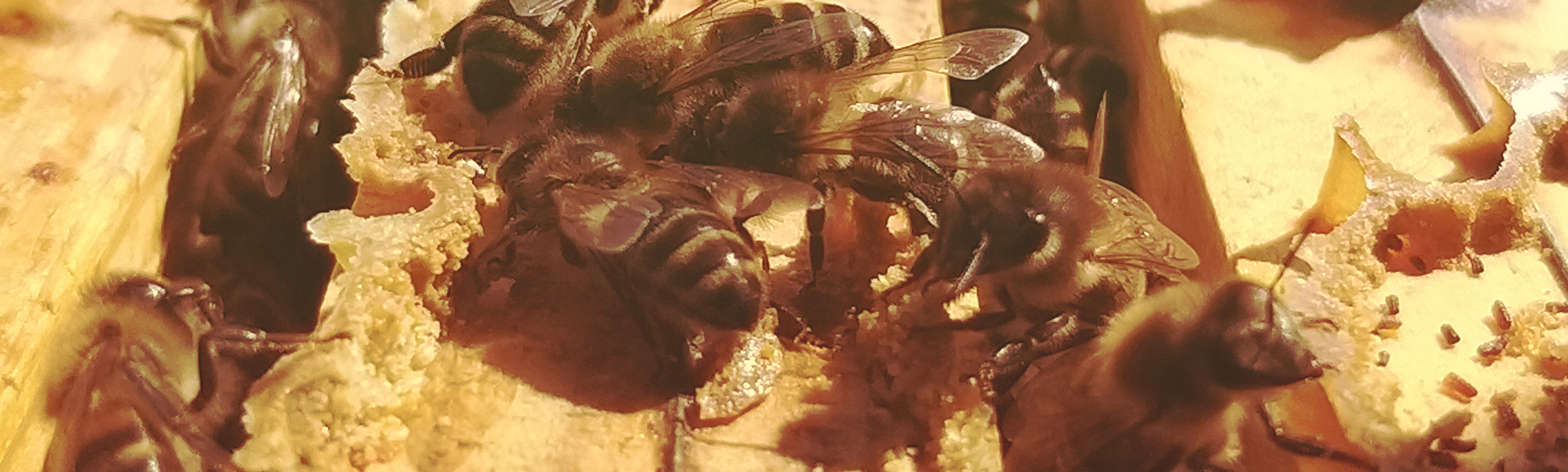 Zbliżenie na kilka pszczół na ramce w pasiece Omomom ilustrujące artykuł o historii rodzinnych wyborów.